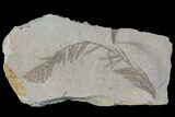 Metasequoia (Dawn Redwood) Fossil - Montana #85735-1